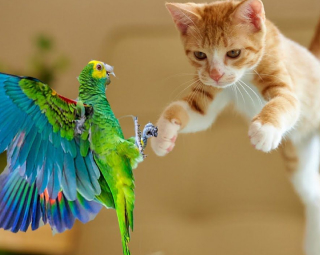 Круглогодичная аллергия